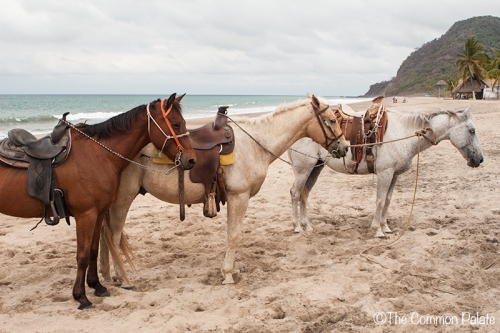 Horses-on-the-beach-Lo-de-Marcos.jpg