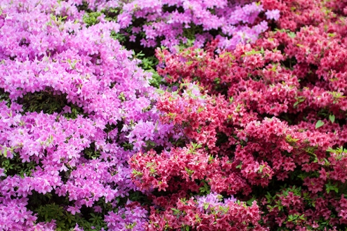 Pink-and-Red-Azaleas